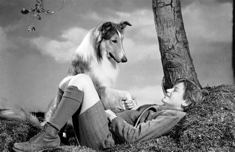  Lassie, İnanılmaz Bir Çoban Köpeğinin Maceralarıyla Dolu Sevgi ve Sadakat Temalı 1950'lerin Klasik Bir Dizisi!